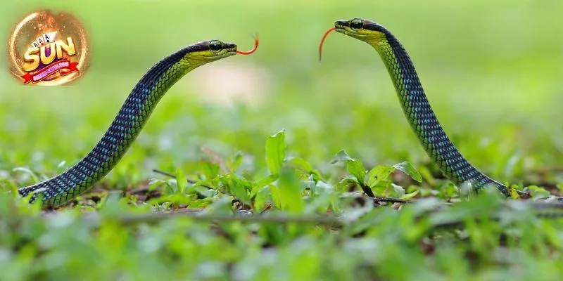 Mơ thấy 2 con rắn là điềm gì? 