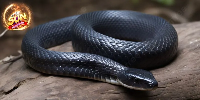 Mơ thấy rắn đen báo hiệu điều gì? 